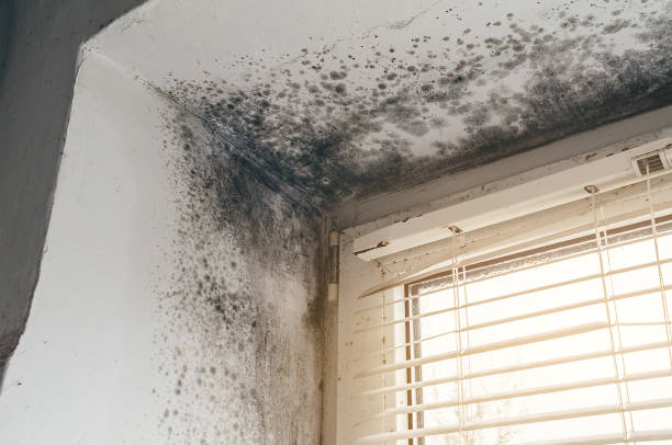 Mold Removal service in Confluence